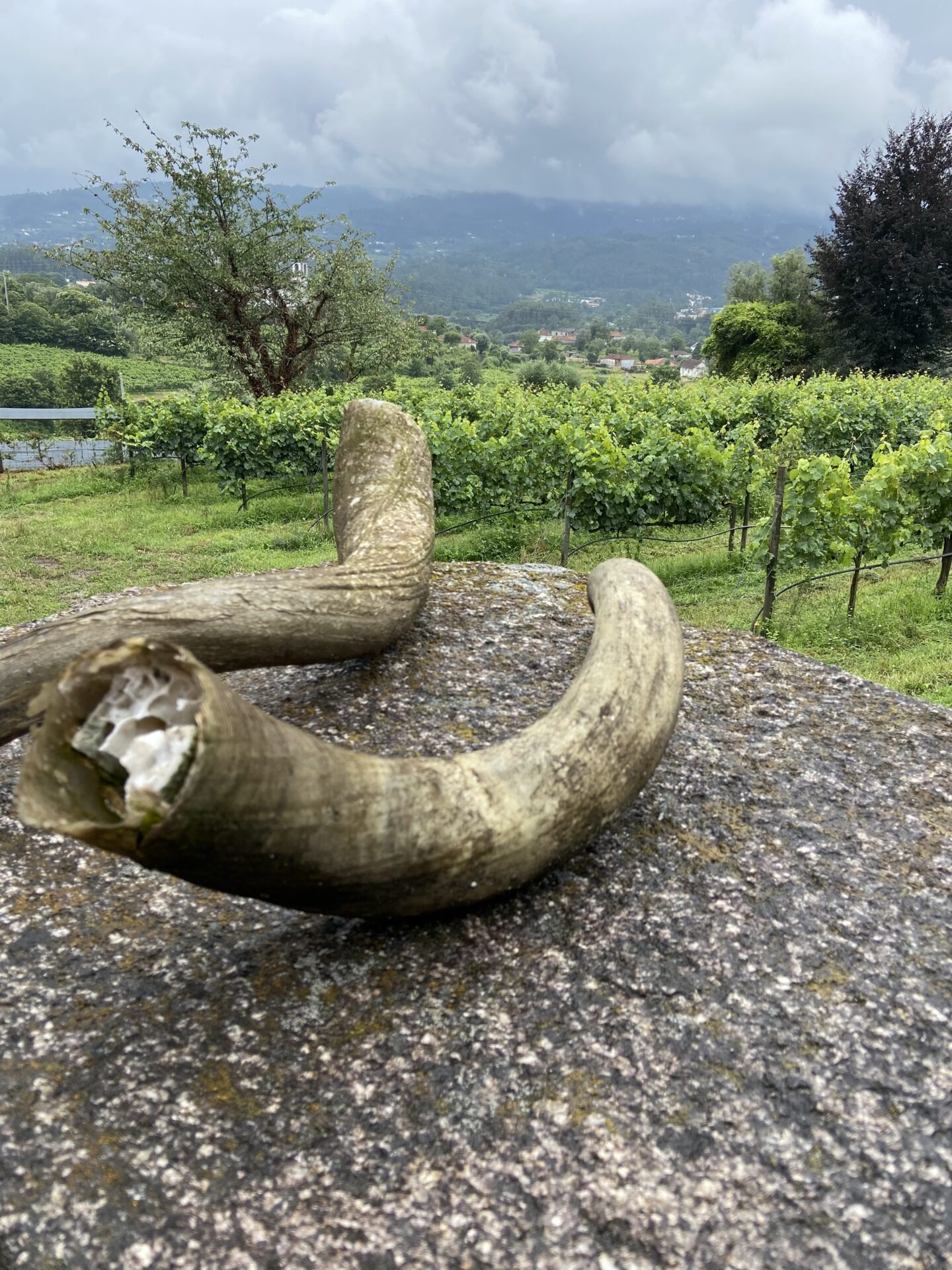 Aphros Wine