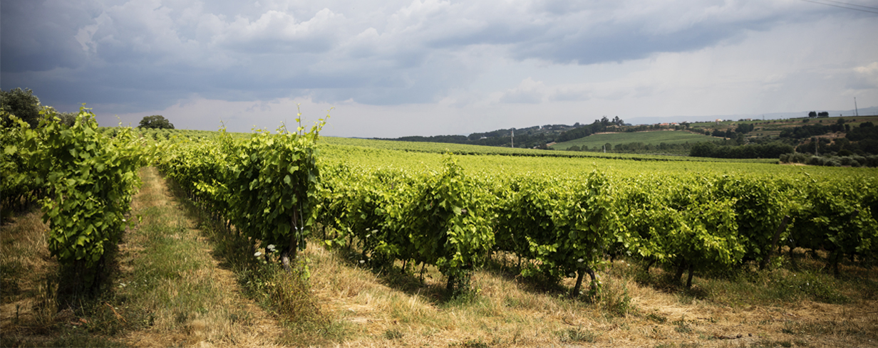 Global Wines